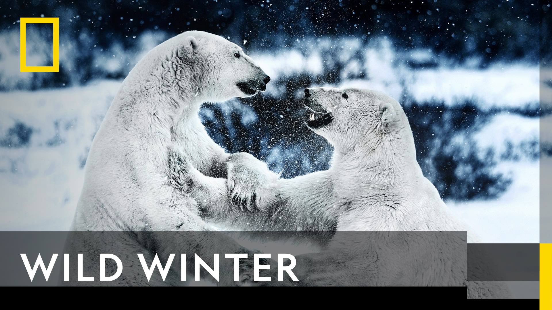 SVOD_NGN_BANNER_WILDWINTER