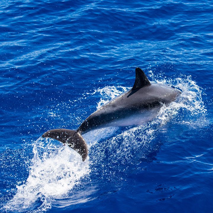 Azores Dolphin-11