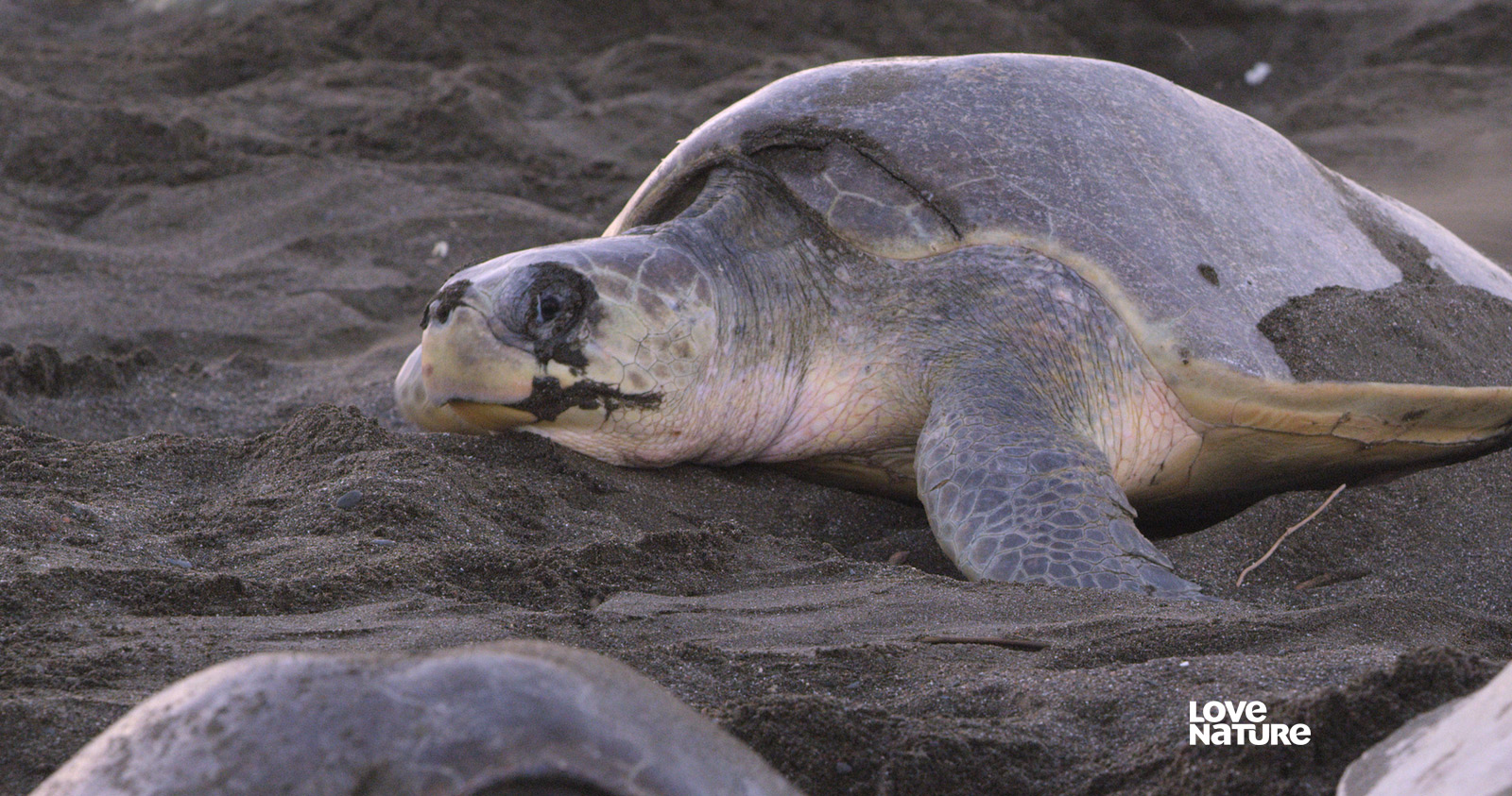 2023web-stortbilde-turtle