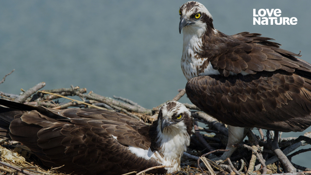 Osprey Sea Raptor